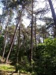 Prodej lesních pozemků o výměře 7305m2, k.ú. Kvášňovice, obec Kvášňovice, okres Klatovy - f3.jpg