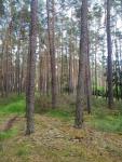 Prodej lesních pozemků o výměře 14.868m2, k.ú Sudkovice, obec Miloňovice, okres Strakonice - f4.jpg