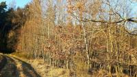Prodej lesního pozemku o výměře 12.513m2, k.ú. Slapsko, obec Slapsko, okres Tábor. - f4.jpg