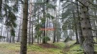 Prodej lesních pozemků u Hluboké na Plzeňsku - IMG20240216103328.jpg