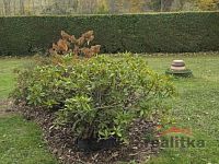 Prodej chaty se zahradou, obec Pocheň, Brumovice u Opavy - 20251025_135435.jpg