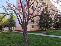 Pronájem bytu 2+1 68m2 na Pražské tř. - dům a okolí