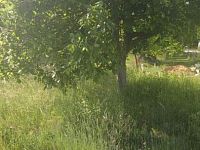 Prodej stavebního pozemku na řadový RD v obci Viničné Šumice - 1000041997 - kopie - kopie.jpg