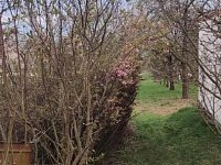 Prodej stavebního pozemku na řadový RD v obci Viničné Šumice - Foto 4