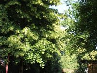 Zahrada Chabařovice - Foto 17