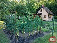 Prodej zahrady s chatou v Chodově - Foto 6