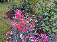 Prodej zahrady s chatou v Chodově - Foto 8