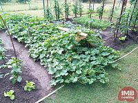 Prodej zahrady s chatou v Chodově - Foto 13