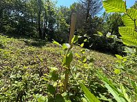 Stavební pozemek v Leskovci - Foto 8