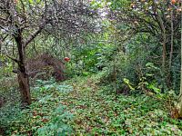 Prodej pozemku 644 m2, Praha - Hloubětín.  - Foto 3