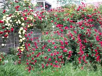 Prodej řadového rodinného domu ve vynikající lokalitě Českých Budějovic - Kvetoucí růže v rohu zahrady