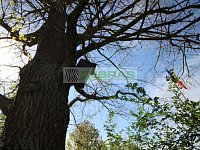 Dlouhodobý pronájem rodinného domu s terasou, zahradou, pergolou a dvougaráží na Kodetce! - Strom i s ptačí budkou
