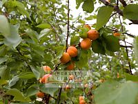 Prodej zahrady s chatou, OV, 831 m2, Žitenice - IMG_0116.jpg