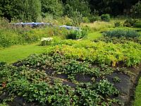 Zahrada, pozemek 750 m2 s chatou, OV, Jihlava - foto č.1