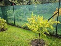 Zahrada, pozemek 750 m2 s chatou, OV, Jihlava - foto č. 2