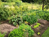 Zahrada, pozemek 750 m2 s chatou, OV, Jihlava - foto č. 5