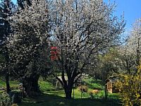 Prodej zděné chaty s velkou zahradou u Týna nad Vltavou. - zahrada