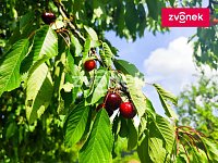 Stavební pozemek Těšnovice/KM - Obrázek k zakázce č.: 717042