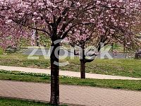 Prodej 1+kk Podlesí - Obrázek k zakázce č.: 714402