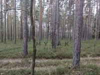 Prodej lesa u Borovan, k.ú. Vrcov - IMG-20260405-WA0000.jpg