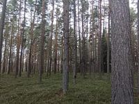 Prodej lesa u Borovan, k.ú. Vrcov
