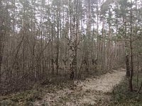 Prodej lesa u Borovan, k.ú. Vrcov - IMG-20260405-WA0009.jpg