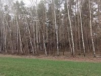 Prodej lesa u Borovan, k.ú. Vrcov - IMG-20260405-WA0010.jpg