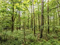Chata na břehu Orlické přehrady, Chrášťany - Pašovice, pozemek 1811 m2 - 260518_Fotoface_19.jpg