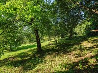 Prodej stavebního pozemku ve Zlaté Olešnici - NML_5314.jpg