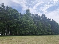 Prodej lesa v obci Paceřice - 0633bf2f-91d8-4ebe-8e01-86f2119fab3d.jpeg