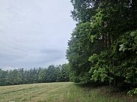 Prodej lesa v obci Paceřice - 0ba00a68-88a2-459a-9dd8-a614d0fc2a87.jpeg