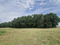 Prodej lesa v obci Paceřice