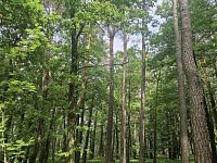 Prodej lesa v obci Paceřice - 88b73f96-08b3-42ea-928c-d8c503847de3.jpeg