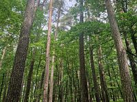 Prodej lesa v obci Paceřice - a479ee49-4719-427b-a676-95879ce10c75.jpeg