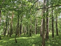 Prodej lesa v obci Paceřice - ac035d77-09c2-4d73-b7b3-af15eb18372f.jpeg