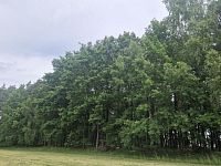 Prodej lesa v obci Paceřice - e851044d-761b-42df-a371-0ce37982dec5.jpeg