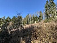 Prodej, les, 32 050m2, Plavy, Haratice - IMG_9624.jpeg