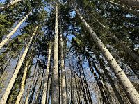 Prodej, les, 32 050m2, Plavy, Haratice - IMG_9628.jpeg