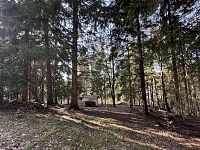 Prodej, les, 32 050m2, Plavy, Haratice - IMG_9641.jpeg