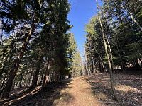 Prodej, les, 32 050m2, Plavy, Haratice - IMG_9643.jpeg