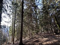 Prodej, les, 32 050m2, Plavy, Haratice - IMG_9645.jpeg