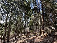 Prodej, les, 32 050m2, Plavy, Haratice - IMG_9646.jpeg
