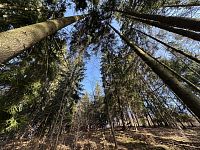 Prodej, les, 32 050m2, Plavy, Haratice - IMG_9648.jpeg