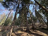 Prodej, les, 32 050m2, Plavy, Haratice