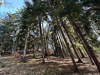 Prodej, les, 32 050m2, Plavy, Haratice - IMG_9650.jpeg