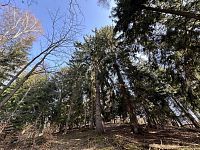 Prodej, les, 32 050m2, Plavy, Haratice - IMG_9653.jpeg