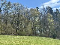 Prodej, les, louka, 5723m2, Loužnice - IMG_2529.jpeg