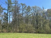 Prodej, les, louka, 5723m2, Loužnice - IMG_2530.jpeg