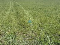Pozemek ve Františkových Lázních na prodej - Pozemek HL (6).JPG