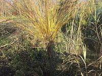 Rodinný dům 5+1 v obci Chuchelna - 20251105_132902_resized.jpg